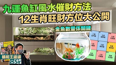 金魚數量 風水|風水 